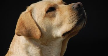 Campaña Chequeo General