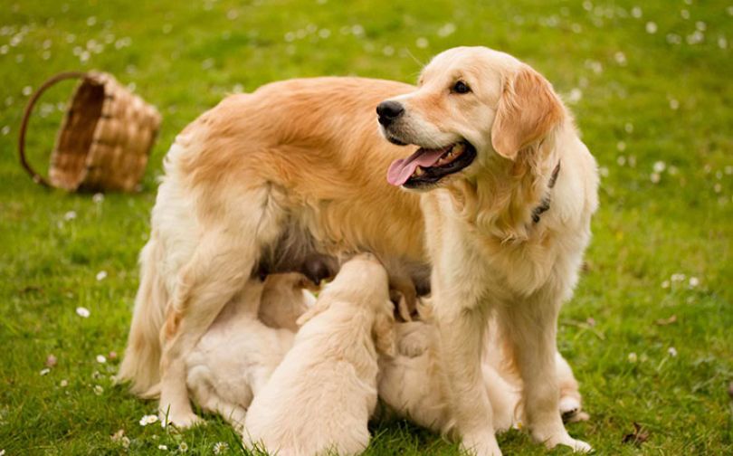  Campaña  desparasitación