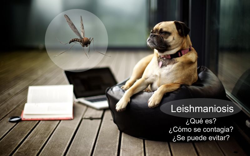Campaña Leishmania